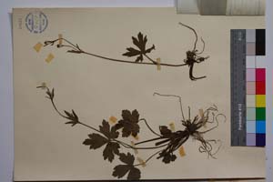 Ranunculus nemorosus DC. var. georgievii Penev [ SOMXXXXX0290] (2) (c) Institute of Biodiversity and Ecosystem Research, BAS — Vascular Plants and Mosses Collections (SOM)