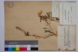 Reseda inodora Reichenb. var. septemsepalis Mark. [ SOMXXXXX0291] (c) Institute of Biodiversity and Ecosystem Research, BAS — Vascular Plants and Mosses Collections (SOM)