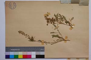 Reseda inodora Reichenb. var. septemsepalis Mark. [ SOMXXXXX0291] (2) (c) Institute of Biodiversity and Ecosystem Research, BAS — Vascular Plants and Mosses Collections (SOM)
