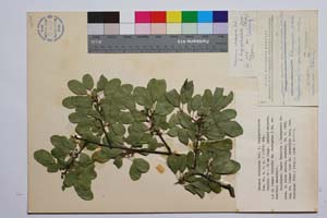 Rhamnus rhodopeus Vel. f. longipetiolata Gan. [ SOMXXXXX0292] (c) Institute of Biodiversity and Ecosystem Research, BAS — Vascular Plants and Mosses Collections (SOM)