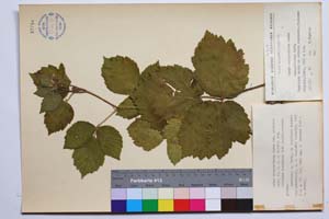 Rubus anoplocladus Sudre var. pirinica Mark. [ SOMXXXXX0293] (c) Institute of Biodiversity and Ecosystem Research, BAS — Vascular Plants and Mosses Collections (SOM)