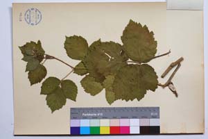 Rubus anoplocladus Sudre var. pirinica Mark. [ SOMXXXXX0293] (2) (c) Institute of Biodiversity and Ecosystem Research, BAS — Vascular Plants and Mosses Collections (SOM)