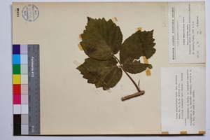 Rubus anoplocladus Sudre var. pirinica Mark. [ SOMXXXXX0295] (c) Institute of Biodiversity and Ecosystem Research, BAS — Vascular Plants and Mosses Collections (SOM)