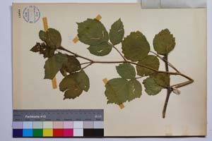 Rubus anoplocladus Sudre var. pirinica Mark. [ SOMXXXXX0295] (2) (c) Institute of Biodiversity and Ecosystem Research, BAS — Vascular Plants and Mosses Collections (SOM)