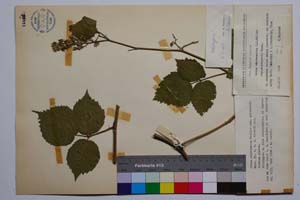 Rubus condensatus Mueller var. achtarovii Mark. [ SOMXXXXX0296] (c) Institute of Biodiversity and Ecosystem Research, BAS — Vascular Plants and Mosses Collections (SOM)