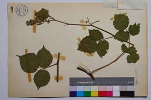 Rubus condensatus Mueller var. achtarovii Mark. [ SOMXXXXX0296] (2) (c) Institute of Biodiversity and Ecosystem Research, BAS — Vascular Plants and Mosses Collections (SOM)