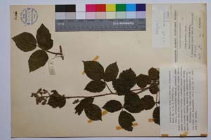 Rubus koehleri Weihe et Nees var. trifoliatus Mark. [ SOMXXXXX0297] (c) Institute of Biodiversity and Ecosystem Research, BAS — Vascular Plants and Mosses Collections (SOM)