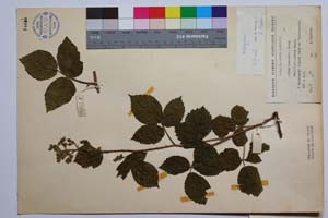 Rubus koehleri Weihe et Nees var. trifoliatus Mark. [ SOMXXXXX0297] (2) (c) Institute of Biodiversity and Ecosystem Research, BAS — Vascular Plants and Mosses Collections (SOM)