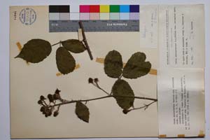 Rubus macrostachys Mueller var. balcanica Mark. [ SOMXXXXX0298] (c) Institute of Biodiversity and Ecosystem Research, BAS — Vascular Plants and Mosses Collections (SOM)