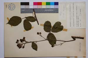 Rubus macrostachys Mueller var. balcanica Mark. [ SOMXXXXX0298] (2) (c) Institute of Biodiversity and Ecosystem Research, BAS — Vascular Plants and Mosses Collections (SOM)