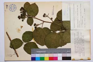 Rubus melanoxylon Mueller var. obovatus Mark. [ SOMXXXXX0299] (c) Institute of Biodiversity and Ecosystem Research, BAS — Vascular Plants and Mosses Collections (SOM)