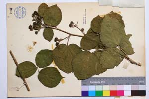 Rubus melanoxylon Mueller var. obovatus Mark. [ SOMXXXXX0299] (2) (c) Institute of Biodiversity and Ecosystem Research, BAS — Vascular Plants and Mosses Collections (SOM)