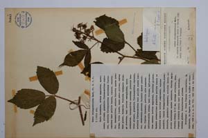 Rubus oblongoobovatus Mark. [ SOMXXXXX0300] (c) Institute of Biodiversity and Ecosystem Research, BAS — Vascular Plants and Mosses Collections (SOM)