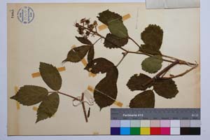Rubus oblongoobovatus Mark. [ SOMXXXXX0300] (2) (c) Institute of Biodiversity and Ecosystem Research, BAS — Vascular Plants and Mosses Collections (SOM)