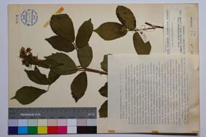 Rubus oblongoobovatus Mark. [ SOMXXXXX0301] (c) Institute of Biodiversity and Ecosystem Research, BAS — Vascular Plants and Mosses Collections (SOM)