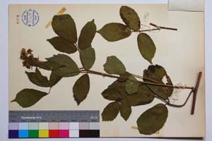Rubus oblongoobovatus Mark. [ SOMXXXXX0301] (2) (c) Institute of Biodiversity and Ecosystem Research, BAS — Vascular Plants and Mosses Collections (SOM)