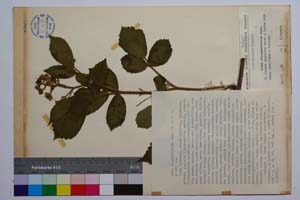 Rubus oblongoobovatus Mark. [ SOMXXXXX0302] (c) Institute of Biodiversity and Ecosystem Research, BAS — Vascular Plants and Mosses Collections (SOM)