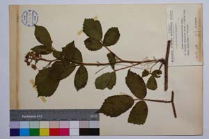 Rubus oblongoobovatus Mark. [ SOMXXXXX0302] (2) (c) Institute of Biodiversity and Ecosystem Research, BAS — Vascular Plants and Mosses Collections (SOM)
