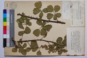 Rubus sanguineus Friv. var. alnifolius Mark. [ SOMXXXXX0304] (c) Institute of Biodiversity and Ecosystem Research, BAS — Vascular Plants and Mosses Collections (SOM)