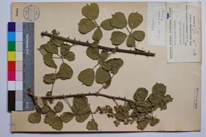 Rubus sanguineus Friv. var. alnifolius Mark. [ SOMXXXXX0304] (2) (c) Institute of Biodiversity and Ecosystem Research, BAS — Vascular Plants and Mosses Collections (SOM)