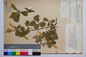 Rubus sanguineus Friv. var. obtriangulatus Mark. [ SOMXXXXX0305] (c) Institute of Biodiversity and Ecosystem Research, BAS — Vascular Plants and Mosses Collections (SOM)
