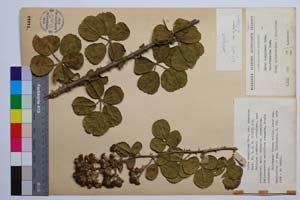 Rubus sanguineus Friv. var. truncatus Mark. [ SOMXXXXX0306] (c) Institute of Biodiversity and Ecosystem Research, BAS — Vascular Plants and Mosses Collections (SOM)