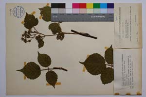 Rubus schleicheri Weihe. var. vitosensis Mark. [ SOMXXXXX0307] (c) Institute of Biodiversity and Ecosystem Research, BAS — Vascular Plants and Mosses Collections (SOM)