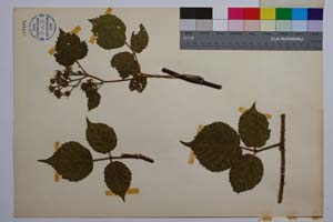 Rubus schleicheri Weihe. var. vitosensis Mark. [ SOMXXXXX0307] (2) (c) Institute of Biodiversity and Ecosystem Research, BAS — Vascular Plants and Mosses Collections (SOM)