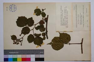 Rubus schleicheri Weihe. var. vitosensis Mark. [ SOMXXXXX0308] (c) Institute of Biodiversity and Ecosystem Research, BAS — Vascular Plants and Mosses Collections (SOM)