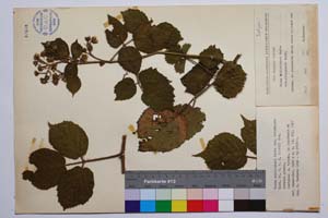 Rubus schleicheri Weihe. var. vitosensis Mark. [ SOMXXXXX0309] (c) Institute of Biodiversity and Ecosystem Research, BAS — Vascular Plants and Mosses Collections (SOM)