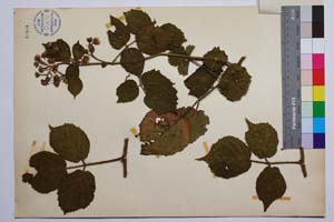 Rubus schleicheri Weihe. var. vitosensis Mark. [ SOMXXXXX0309] (2) (c) Institute of Biodiversity and Ecosystem Research, BAS — Vascular Plants and Mosses Collections (SOM)