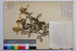 Rubus tomentosus Borkh. var. stojanovii Mark. [ SOMXXXXX0310] (c) Institute of Biodiversity and Ecosystem Research, BAS — Vascular Plants and Mosses Collections (SOM)