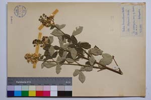 Rubus tomentosus Borkh. var. stojanovii Mark. [ SOMXXXXX0310] (2) (c) Institute of Biodiversity and Ecosystem Research, BAS — Vascular Plants and Mosses Collections (SOM)