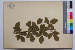 Rubus tomentosus Borkh. var. stojanovii Mark. [ SOMXXXXX0310] (3) (c) Institute of Biodiversity and Ecosystem Research, BAS — Vascular Plants and Mosses Collections (SOM)