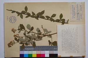 Rubus tomentosus Borkh. var. stojanovii Mark. [ SOMXXXXX0311] (c) Institute of Biodiversity and Ecosystem Research, BAS — Vascular Plants and Mosses Collections (SOM)