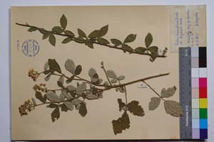 Rubus tomentosus Borkh. var. stojanovii Mark. [ SOMXXXXX0311] (2) (c) Institute of Biodiversity and Ecosystem Research, BAS — Vascular Plants and Mosses Collections (SOM)