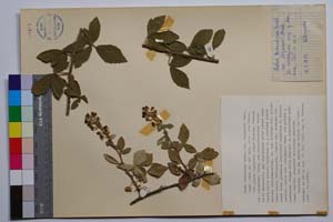 Rubus tomentosus Borkh. var. stojanovii Mark. [ SOMXXXXX0312] (c) Institute of Biodiversity and Ecosystem Research, BAS — Vascular Plants and Mosses Collections (SOM)