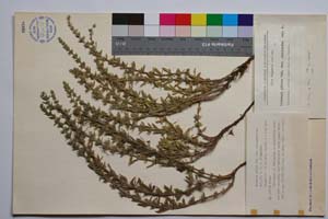 Satureja pilosa Vel. var. slavjankae Ancev [ SOMXXXXX0313] (c) Institute of Biodiversity and Ecosystem Research, BAS — Vascular Plants and Mosses Collections (SOM)