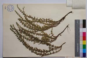 Satureja pilosa Vel. var. slavjankae Ancev [ SOMXXXXX0313] (2) (c) Institute of Biodiversity and Ecosystem Research, BAS — Vascular Plants and Mosses Collections (SOM)