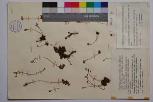 Saxifraga glabella Betrol. var. olympica Stoj. & Jord. [ SOMXXXXX0314] (c) Institute of Biodiversity and Ecosystem Research, BAS — Vascular Plants and Mosses Collections (SOM)