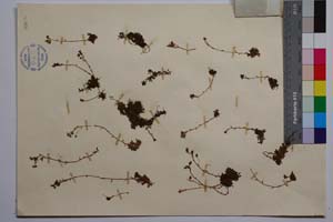 Saxifraga glabella Betrol. var. olympica Stoj. & Jord. [ SOMXXXXX0314] (2) (c) Institute of Biodiversity and Ecosystem Research, BAS — Vascular Plants and Mosses Collections (SOM)