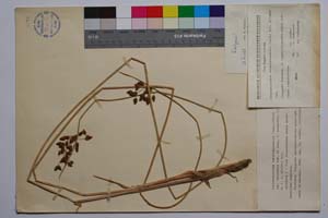 Schoenoplectus tabernemontanii (Gmel.) Palla var. davidovii f. davidovii Koz. & Kuzm. [ SOMXXXXX0315] (c) Institute of Biodiversity and Ecosystem Research, BAS — Vascular Plants and Mosses Collections (SOM)