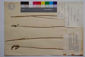 Schoenoplectus lacustris (L.) Palla var. thracicus (Vel.) Stoj. et Stef. f. erectus Koz. & Kuzm. [ SOMXXXXX0316] (c) Institute of Biodiversity and Ecosystem Research, BAS — Vascular Plants and Mosses Collections (SOM)