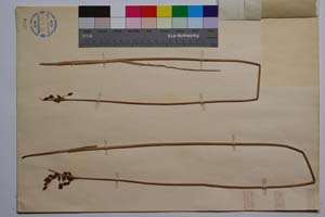 Schoenoplectus lacustris (L.) Palla var. thracicus (Vel.) Stoj. et Stef. f. erectus Koz. & Kuzm. [ SOMXXXXX0316] (2) (c) Institute of Biodiversity and Ecosystem Research, BAS — Vascular Plants and Mosses Collections (SOM)