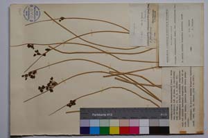 Schoenoplectus tabernemontanii (Gmel.) Palla var. davidovii f. junciformis Koz. & Kuzm. [ SOMXXXXX0317] (c) Institute of Biodiversity and Ecosystem Research, BAS — Vascular Plants and Mosses Collections (SOM)