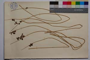 Schoenoplectus tabernemontanii (Gmel.) Palla var. davidovii f. junciformis Koz. & Kuzm. [ SOMXXXXX0317] (2) (c) Institute of Biodiversity and Ecosystem Research, BAS — Vascular Plants and Mosses Collections (SOM)