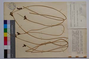 Schoenoplectus tabernemontanii (Gmel.) Palla var. davidovii f. junciformis Koz. & Kuzm. [ SOMXXXXX0318] (c) Institute of Biodiversity and Ecosystem Research, BAS — Vascular Plants and Mosses Collections (SOM)