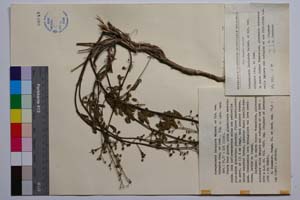 Scrophularia laciniata Waldst. et Kit. var. olympica Stoj. & Jord. [ SOMXXXXX0319] (c) Institute of Biodiversity and Ecosystem Research, BAS — Vascular Plants and Mosses Collections (SOM)