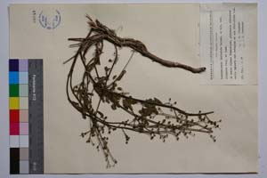 Scrophularia laciniata Waldst. et Kit. var. olympica Stoj. & Jord. [ SOMXXXXX0319] (2) (c) Institute of Biodiversity and Ecosystem Research, BAS — Vascular Plants and Mosses Collections (SOM)