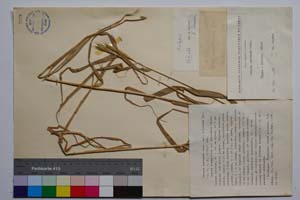 Secale montanum Guss. var. balcanum Gan. [ SOMXXXXX0320] (c) Institute of Biodiversity and Ecosystem Research, BAS — Vascular Plants and Mosses Collections (SOM)